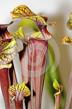Carnivorus plant - Sarracenia rubricorpora photo