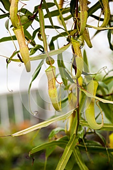 Carnivourous plant with details