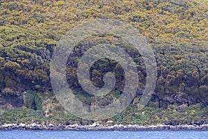 Carnley harbour, Auckland Islands, New Zealand