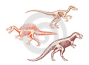 Carnotaurus Or Tyrannosaurus Dinosaur Skeleton With Bones. Isolated Carnivorous Theropod Dino Predator