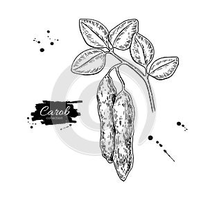 Carob branch vector superfood drawing. Isolated hand drawn