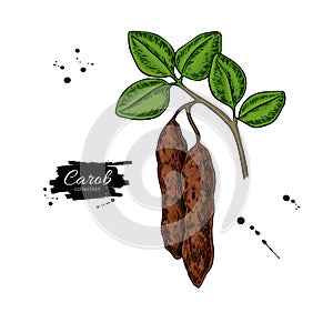 Carob branch vector superfood drawing. Isolated hand drawn