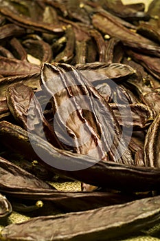 The Carob (Ceratonia siliqua)