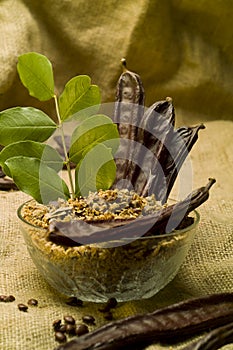 The Carob (Ceratonia siliqua)