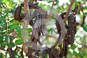 Carob, Ceratonia siliqua