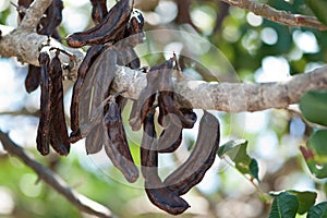 Carob, Ceratonia siliqua