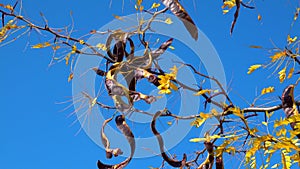 The carob Ceratonia siliqua, fruits of a tree with seeds in autumn against a blue sky