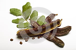 Carob (Ceratonia siliqua) with leaf