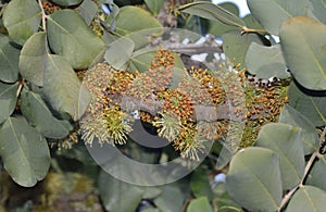 Carob or Locust Tree