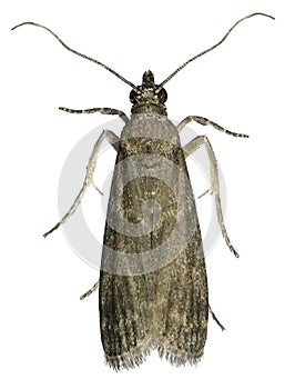 Carob moth, Ectomyelois ceratoniae