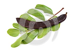 Carob pod on a branch