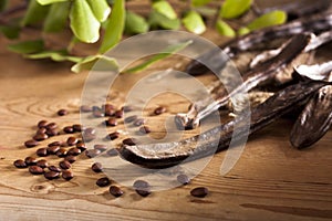 Carob Pods photo