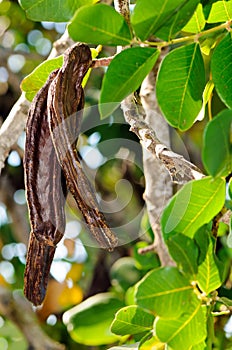 Carob pods of carob tree (Ceratonia siliqua)