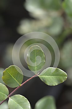 Carob tree