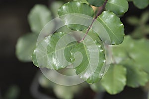 Carob tree