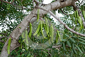 Carob tree with carob beans