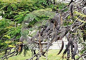 Carob Tree with Carobs