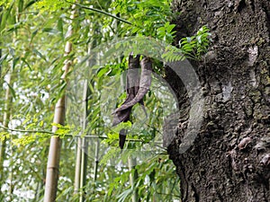 carob tree (Ceratonia siliqua