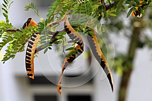 Carob tree or Ceratonia siliqua flowering evergreen tree with multiple partially ripe edible pods on single brach surrounded with