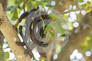 Carob tree Ceratonia siliqua fruits, hanging from a branch.