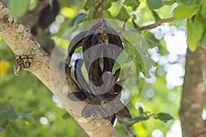 Carob tree Ceratonia siliqua fruits, hanging from a branch.