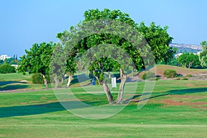 Carob tree (Ceratonia siliqua) and golf field