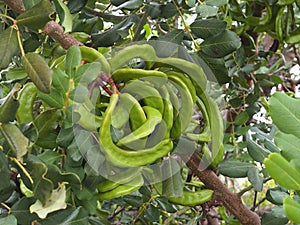 Carob Tree Or Ceratonia Siliqua On The Island Of Crete