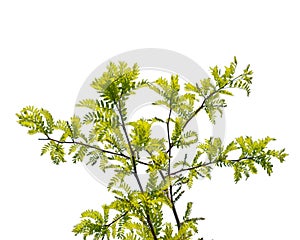 carob tree isolated over white