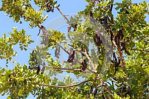 Carob tree latin name - Ceratonia siliqua fruits, hanging from a branch