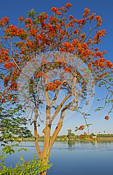 Carob tree with orange flowers against blue river landscape