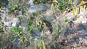 Carob tree with unripe seedpods