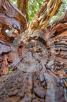 Carob Tree Up-Close in Komiza, Croatia