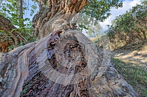 Carob Tree Up-Close in Komiza, Croatia