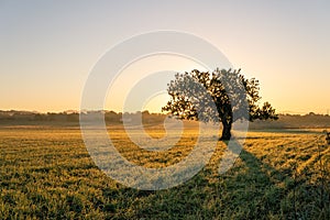 Carob trees Ceratonia siliqua in a field on the island of Mallorca