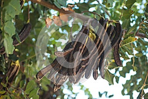 Carobs bunch on a tree