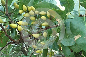 Carobs bunch on a tree