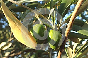 Carobs bunch on a tree