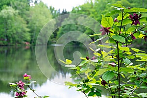 Carolina Allspice native plant blooming in focus on pond edge