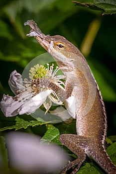 A Carolina Anole (Anolis carolinensis) has remnants of shed skin clinging to its nose