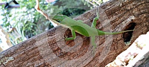 Carolina Anole Green Lizaard on a tree trunk