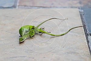 Carolina Anole, or green lizards, mating