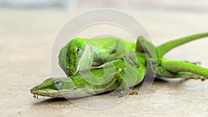 Carolina Anole, or green lizards, mating