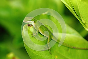 Carolina anole lizard