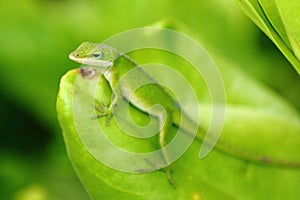 Carolina anole lizard