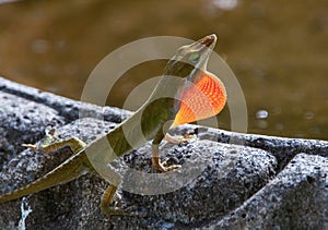 Carolina Anole Lizard Displaying Red Dewlap