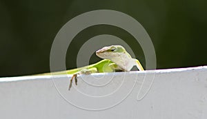 Carolina Anole Lizard