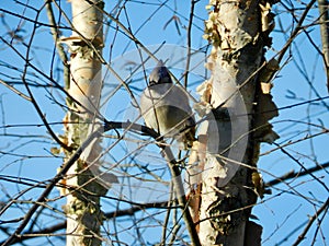 Carolina Bluejay