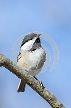 Carolina Chickadee