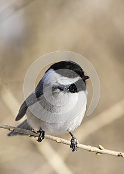 Carolina Chickadee