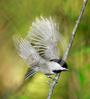 Carolina chickadee